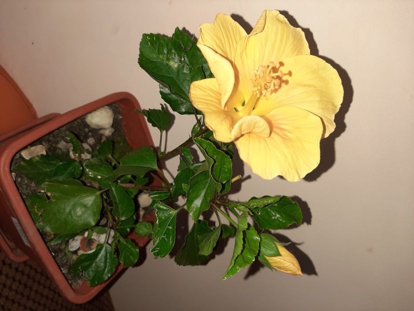  - Florile mele în septembrie 2020