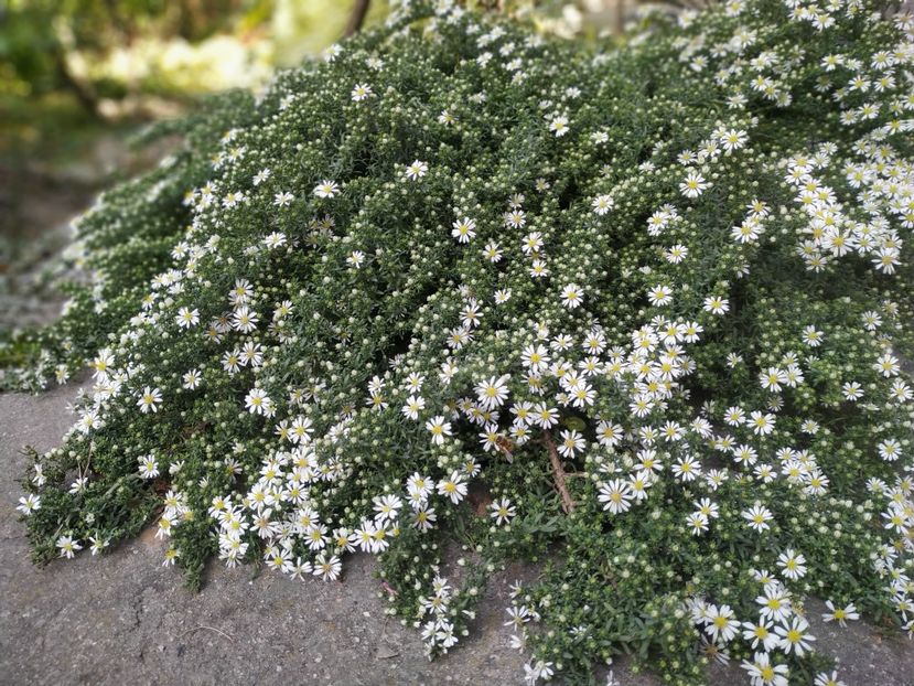  - Septembrie 2019- septembrie 2020