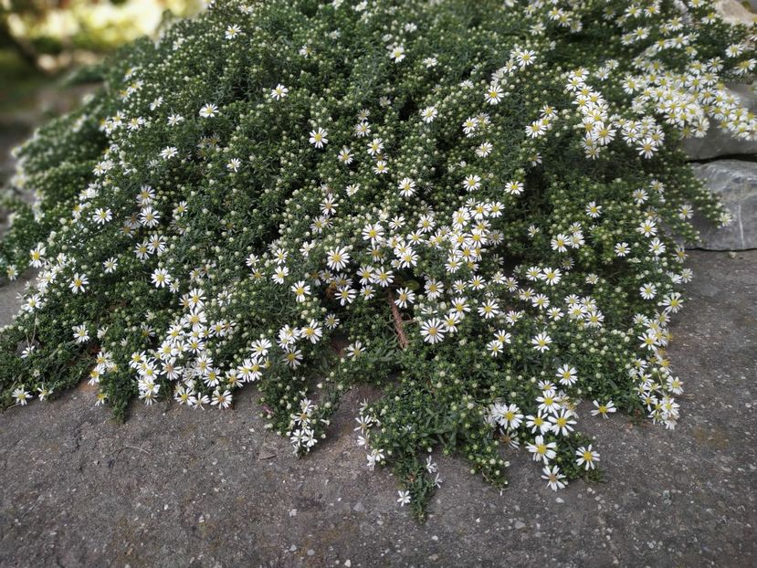  - Septembrie 2019- septembrie 2020