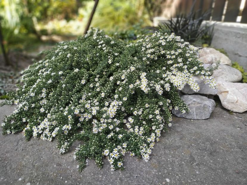  - Septembrie 2019- septembrie 2020