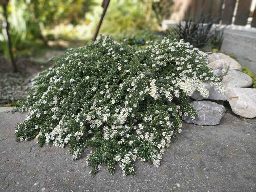  - Septembrie 2019- septembrie 2020