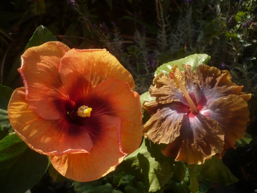 P1460592 - HIBISCUSI 2020-4