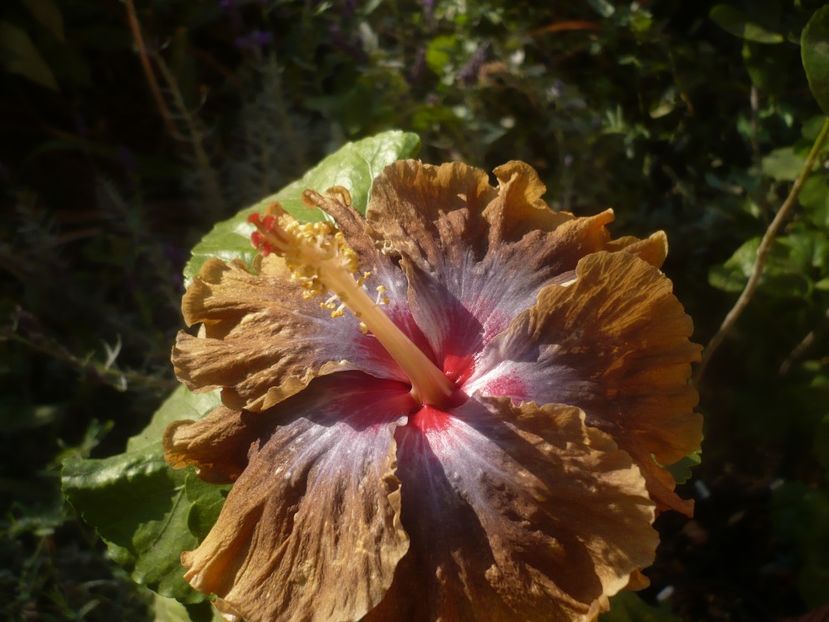 P1460593 - HIBISCUSI 2020-4