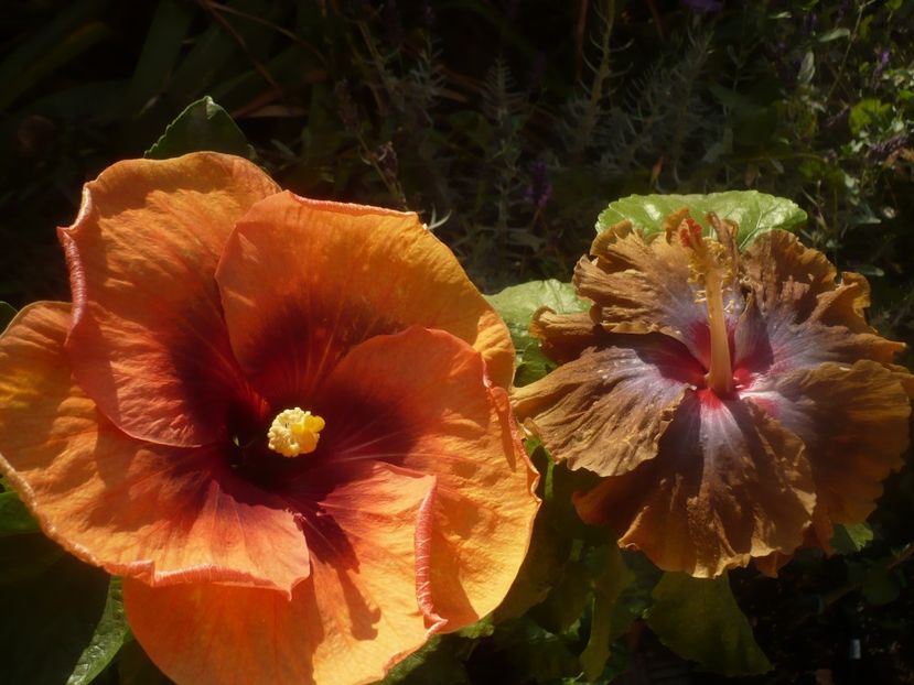 P1460594 - HIBISCUSI 2020-4