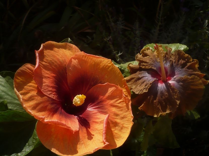 P1460595 - HIBISCUSI 2020-4