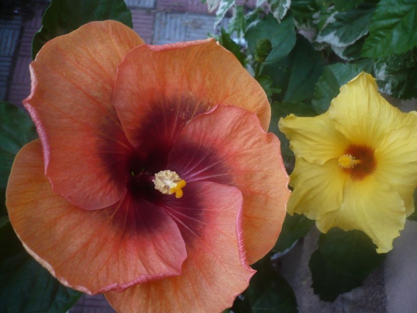 P1460596 - HIBISCUSI 2020-4