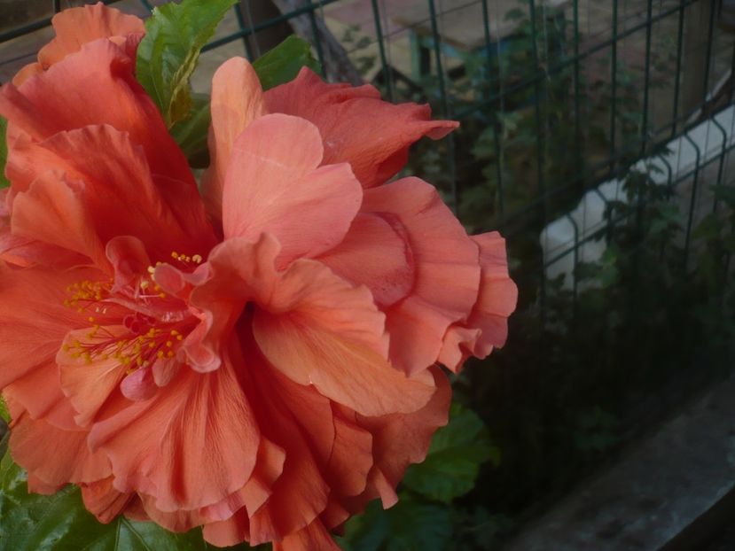 P1460597 - HIBISCUSI 2020-4