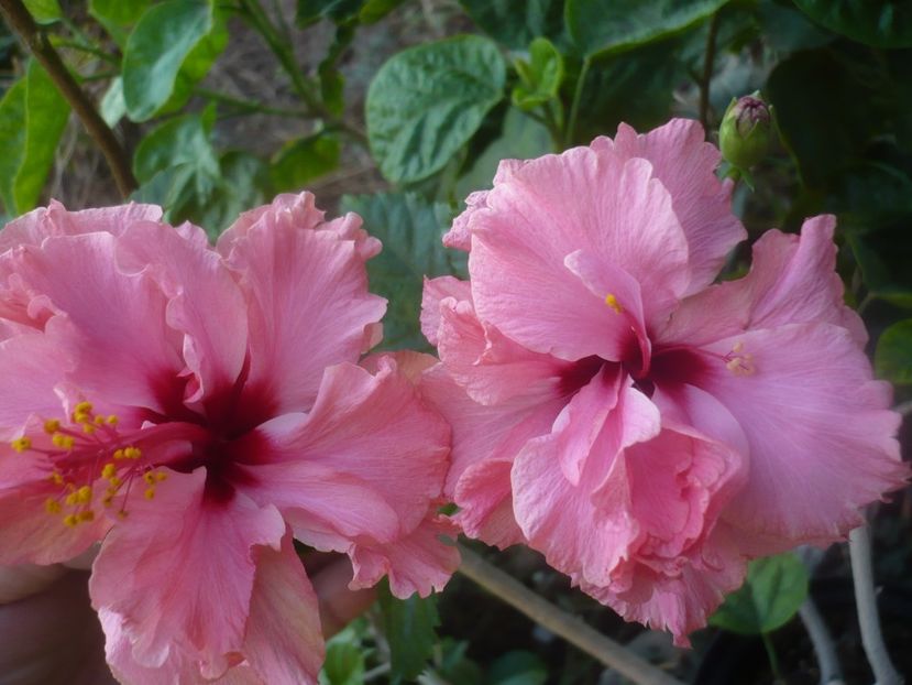 P1460603 - HIBISCUSI 2020-4