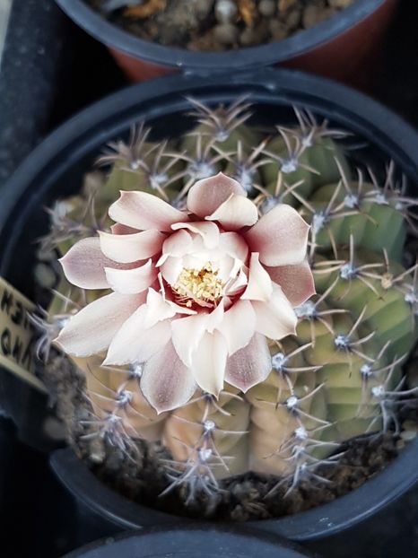 Gymnocalycium quehlianum-sfarsit de sezon - Gymnocalycium