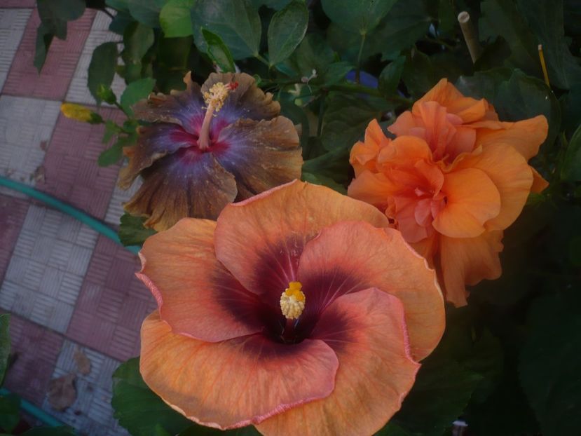 P1460612 - HIBISCUSI 2020-4