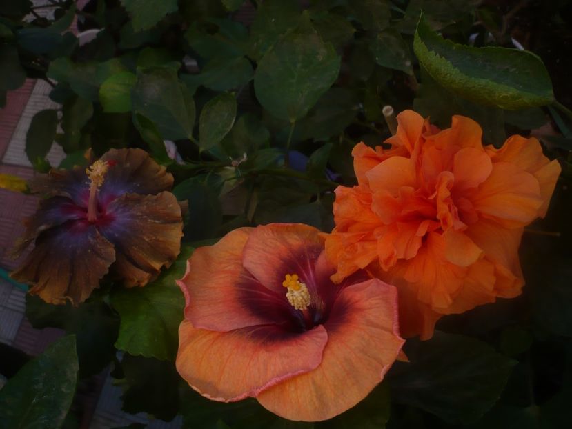 P1460613 - HIBISCUSI 2020-4