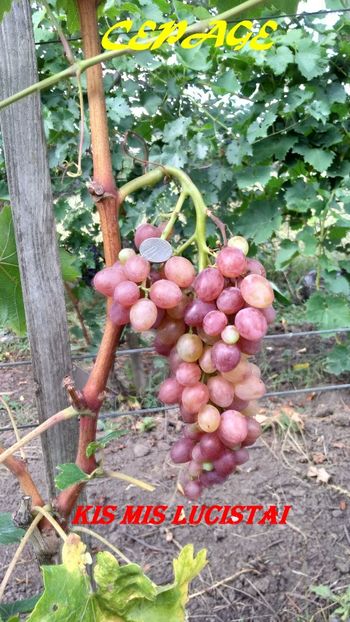 kml_2[1] - KIŞ MIŞ LUCISTÂI