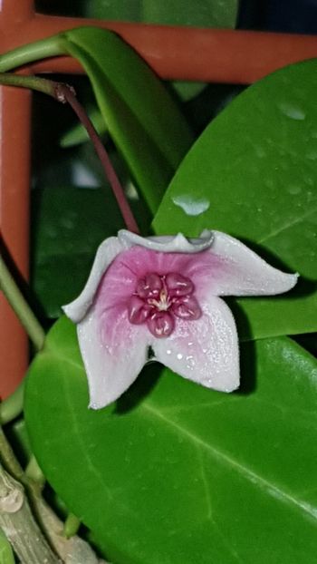  - Tannaensis