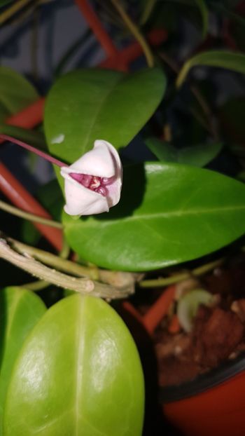  - Tannaensis