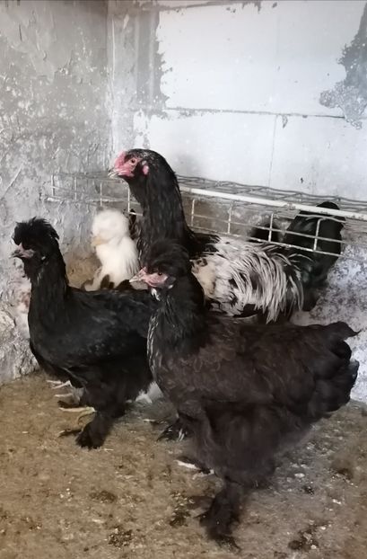  - Pui găină 2020