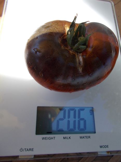  - SEMINTE ROSII - T 483 SIBERIAN PANTHER