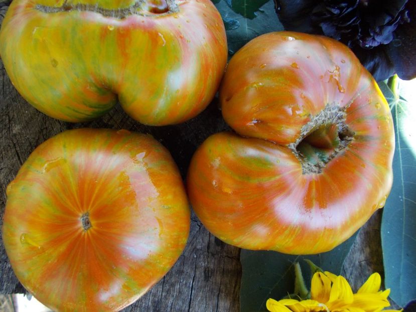  - SEMINTE ROSII - T 486 JARSON 18