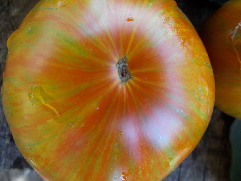  - SEMINTE ROSII - T 486 JARSON 18