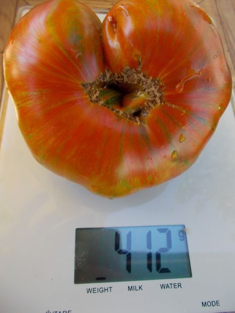  - SEMINTE ROSII - T 486 JARSON 18