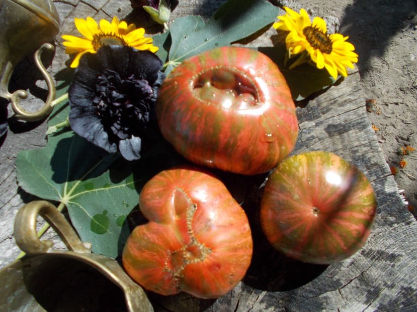  - SEMINTE ROSII - T 485 JARSON 26