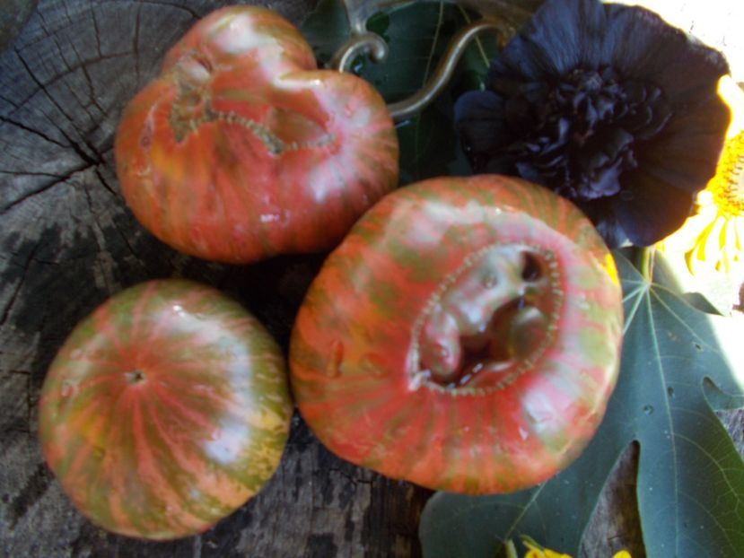  - SEMINTE ROSII - T 485 JARSON 26