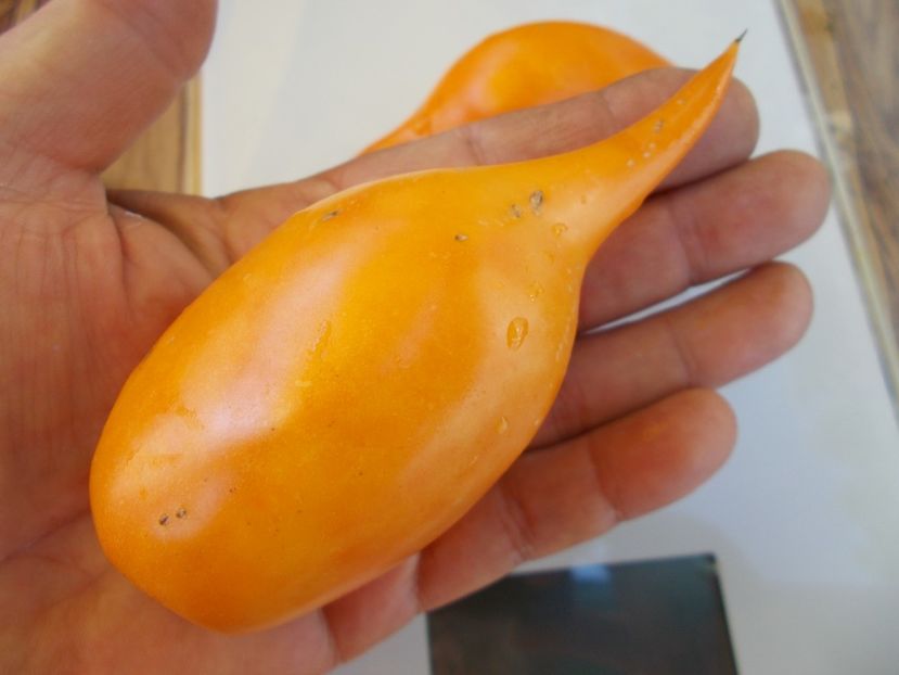  - SEMINTE ROSII - BURATINO