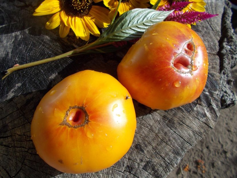  - SEMINTE ROSII - T 530 LUCKY SWIRL