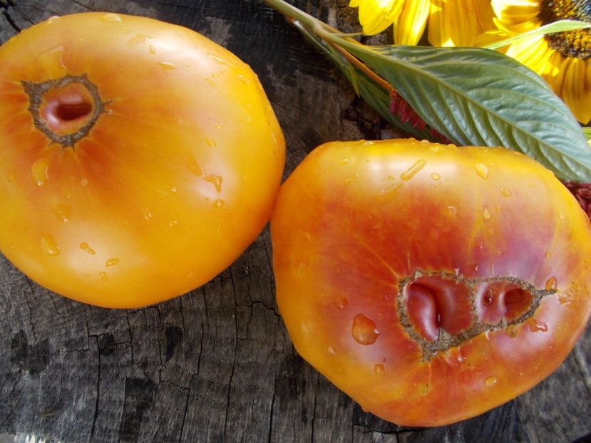  - SEMINTE ROSII - T 530 LUCKY SWIRL