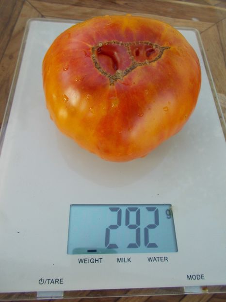  - SEMINTE ROSII - T 530 LUCKY SWIRL