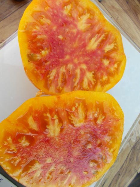  - SEMINTE ROSII - T 530 LUCKY SWIRL