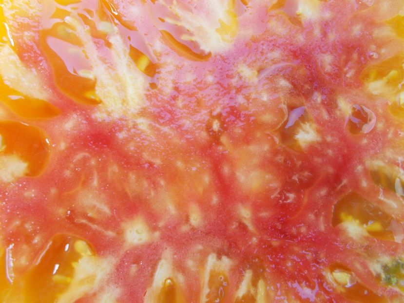  - SEMINTE ROSII - T 530 LUCKY SWIRL