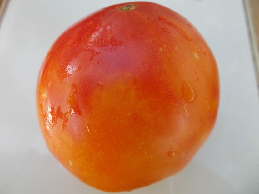  - SEMINTE ROSII - T 598 BLUSHING BRIDE