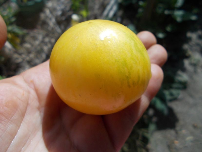  - SEMINTE ROSII - T 605 BLONDE BOAR