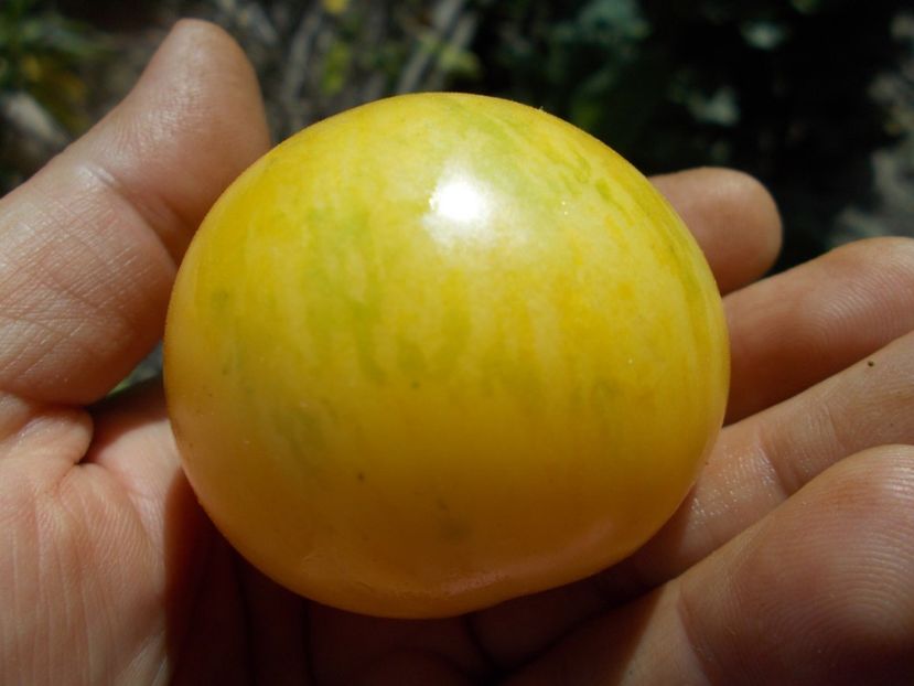  - SEMINTE ROSII - T 605 BLONDE BOAR