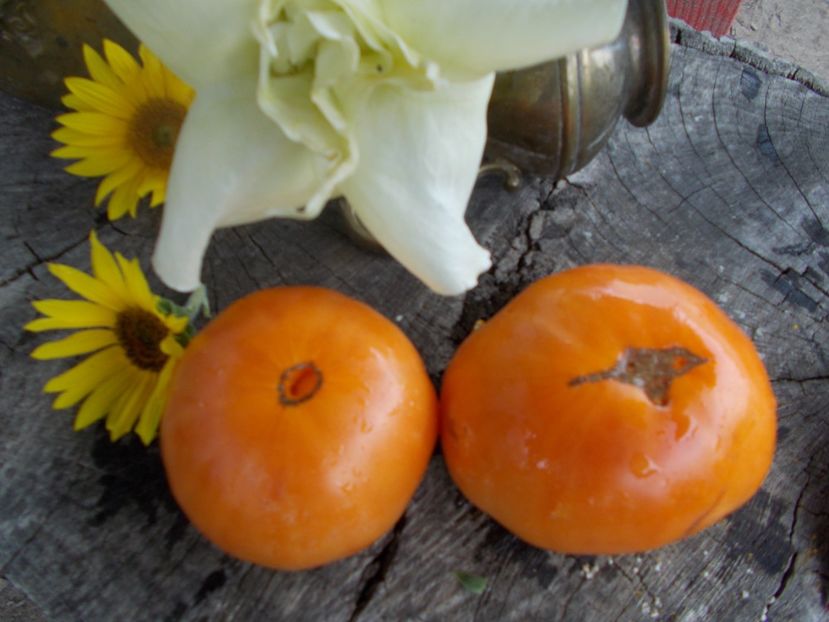  - SEMINTE ROSII - T 602 AMISH ORANGE SHERBET