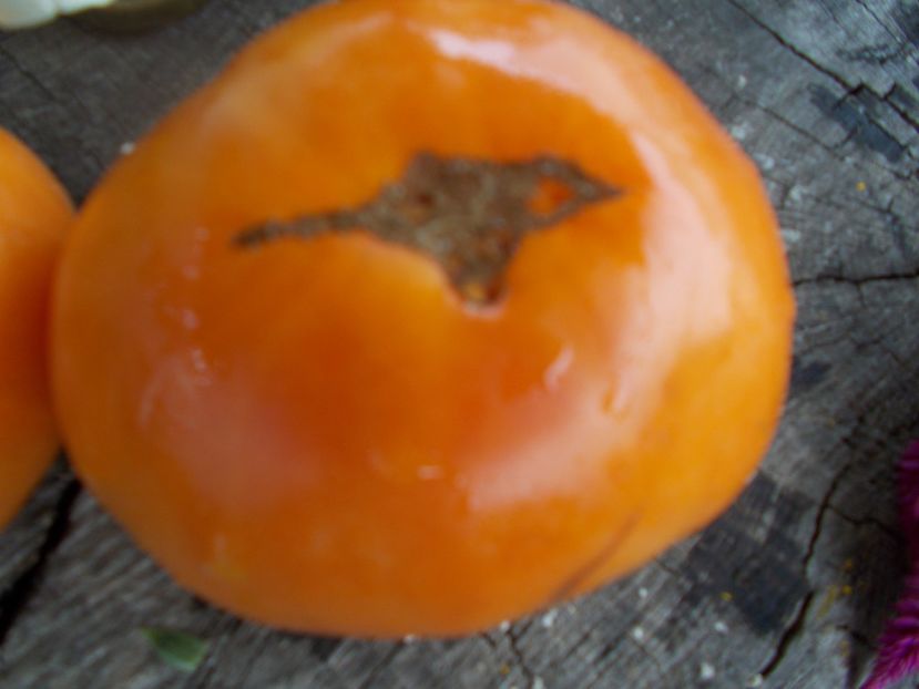  - SEMINTE ROSII - T 602 AMISH ORANGE SHERBET