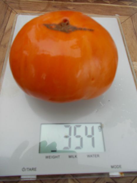  - SEMINTE ROSII - T 602 AMISH ORANGE SHERBET