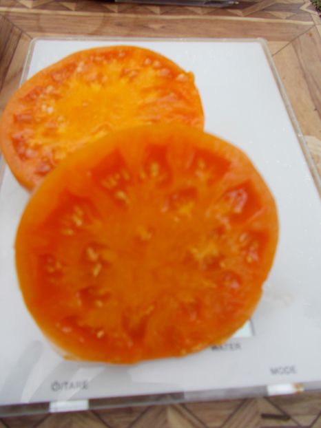  - SEMINTE ROSII - T 602 AMISH ORANGE SHERBET