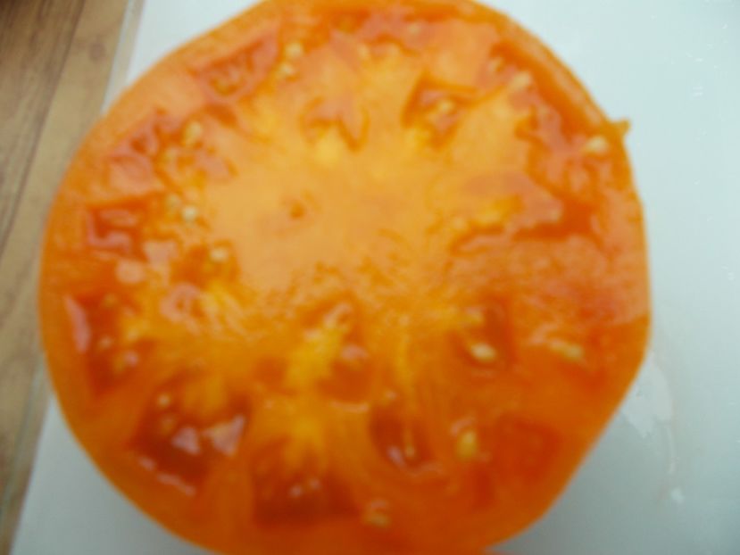  - SEMINTE ROSII - T 602 AMISH ORANGE SHERBET