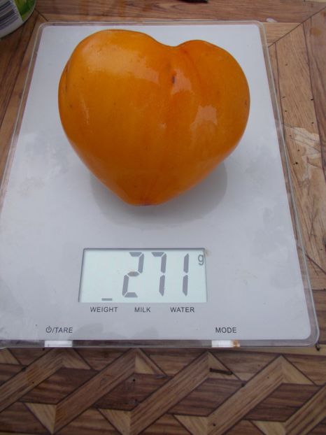  - SEMINTE ROSII - T 590 OXHEART STRIPED