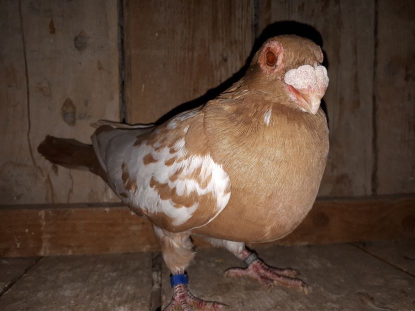 M vîndut - J2 _ tineret 2020