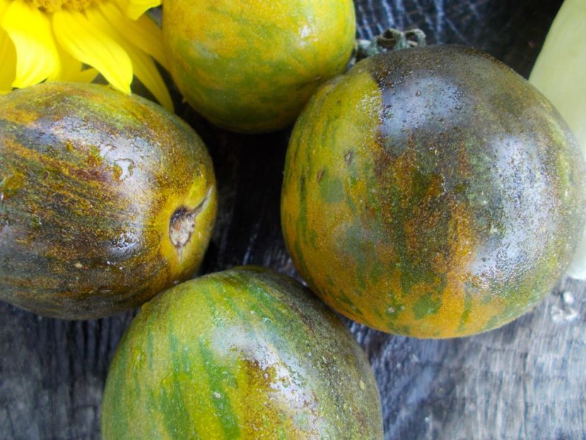  - SEMINTE ROSII - T 312 WOOLY GREEN ZEBRA