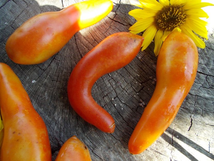  - SEMINTE ROSII - T 571 LONG JOHN