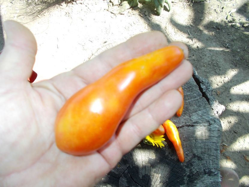  - SEMINTE ROSII - T 571 LONG JOHN