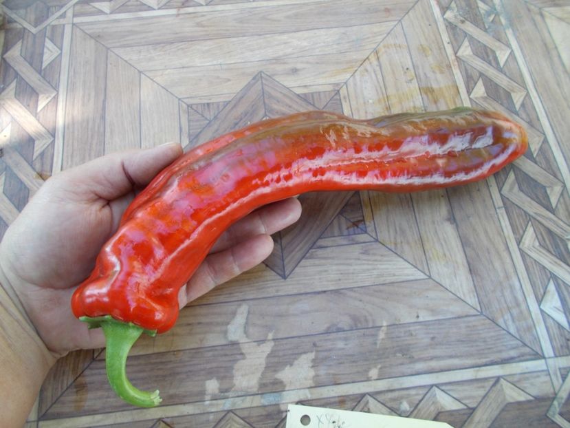  - SEMINTE ARDEI - A 31 XXL PAPRIKA