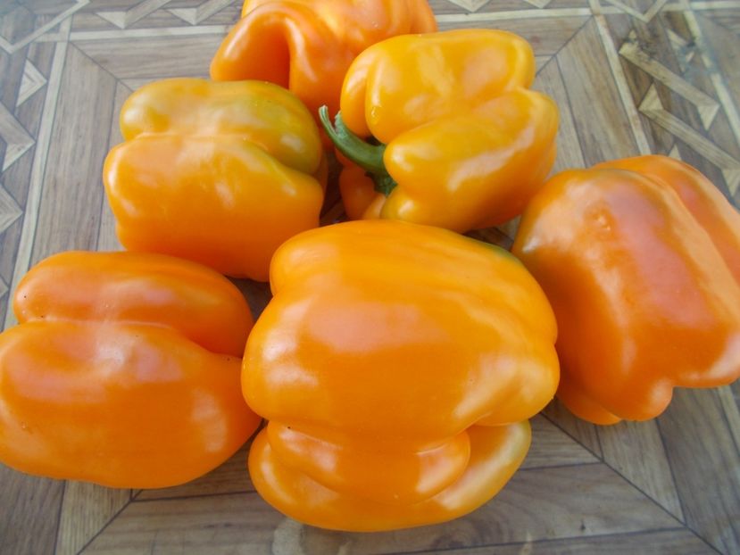  - SEMINTE ARDEI - A 20 BIG MAMA PAPRIKA