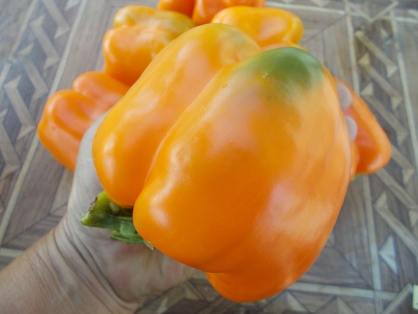  - SEMINTE ARDEI - A 20 BIG MAMA PAPRIKA