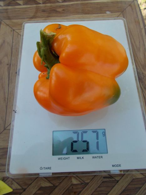  - SEMINTE ARDEI - A 20 BIG MAMA PAPRIKA
