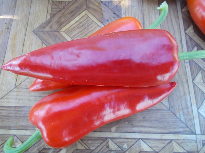  - SEMINTE ARDEI - A 28 SPITZ PAPRIKA ROT