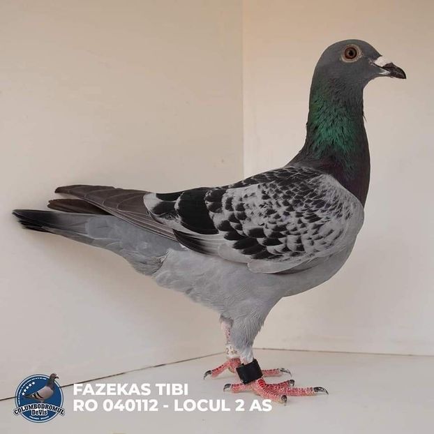  - Rezultate Columbodrom DeVis